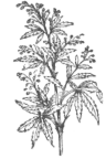 Description images/pp0318 2