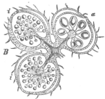 Description images/pp0329 1