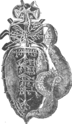Description images/pp0399 1