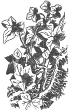 Description images/pp0420 1