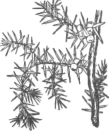 Description images/pp0452 2