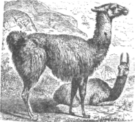 Description images/pp0578 1