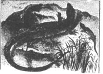 Description images/pp0578 2