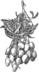 Description images/pp0035 1