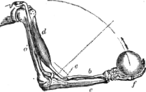 Description images/pp0167 1