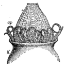 Description images/pp0167 2