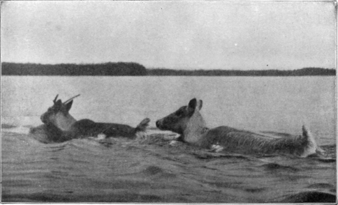 Description images/pp0195 2