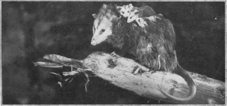 Description images/pp0197 2