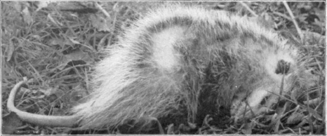 Description images/pp0197 3