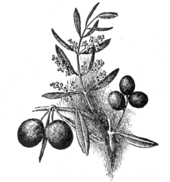 Description images/pp0271 1