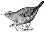 Description images/pp0292 1
