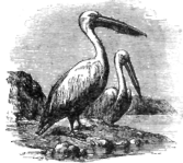 Description images/pp0338 1