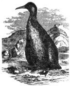 Description images/pp0340 1