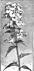 Description images/pp0368 1