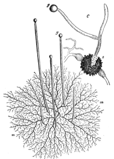 Description images/pp0375 1