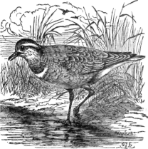Description images/pp0403 1
