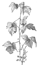 Description images/pp0409 1