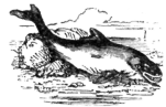 Description images/pp0430 1