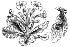 Description images/pp0448 1