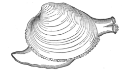Description images/pp0471 2