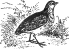 Description images/pp0471 4