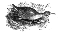 Description images/pp0484 1