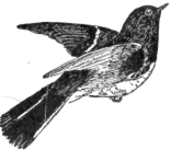 Description images/pp0499 1