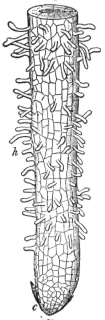 Description images/pp0535 1