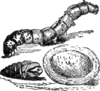 Description images/pp0062 1