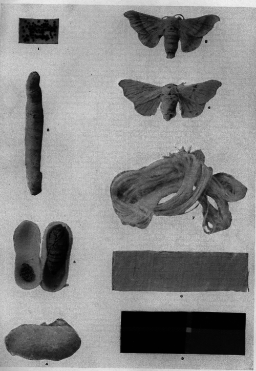 Description images/pp0064 1