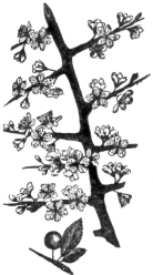 Description images/pp0073 2