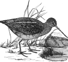 Description images/pp0079 1