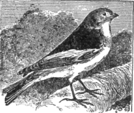 Description images/pp0080 1
