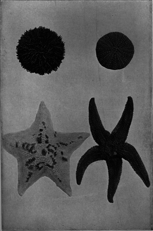Description images/pp0121 1