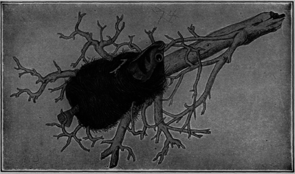 Description images/pp0136 1