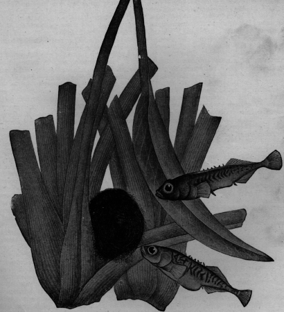 Description images/pp0136 2