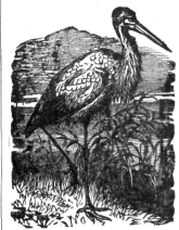 Description images/pp0143 1