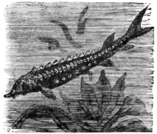 Description images/pp0151 1