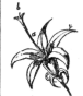 Description images/pp0152 1
