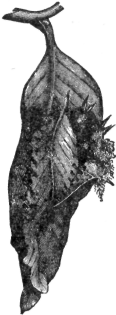 Description images/pp0175 1