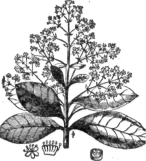 Description images/pp0189 1