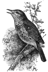 Description images/pp0217 1