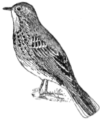 Description images/pp0226 1