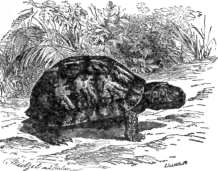 Description images/pp0236 1