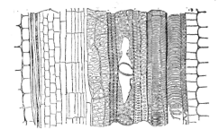 Description images/pp0240 1