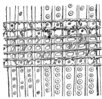 Description images/pp0240 2