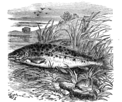 Description images/pp0255 1