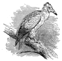 Description images/pp0348 1