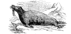 Description images/pp0356 1