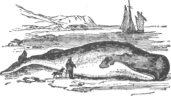 Description images/pp0390 1